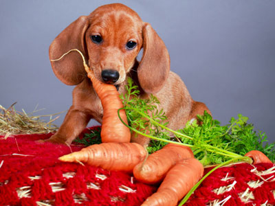 Karotte, Produzieren, Gemüse, Hund, Haustier