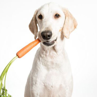 Karotte, Produzieren, Gemüse, Hund, Haustier, Karotte, Produzieren, Gemüse, Hund, Haustier