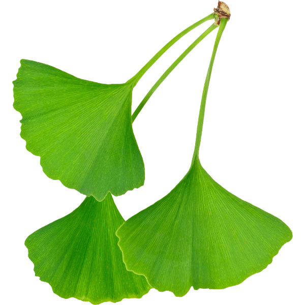 Blatt, Pflanze, Kräuter