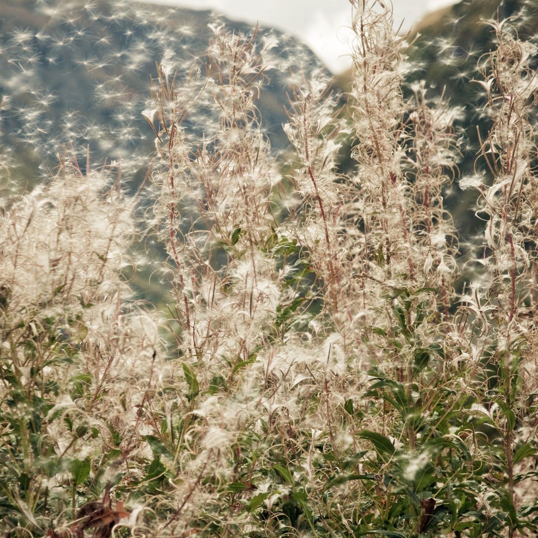 Attraversare naturalmente la stagione delle allergie - Semplici consigli per la sua vita quotidiana nella stagione dei pollini