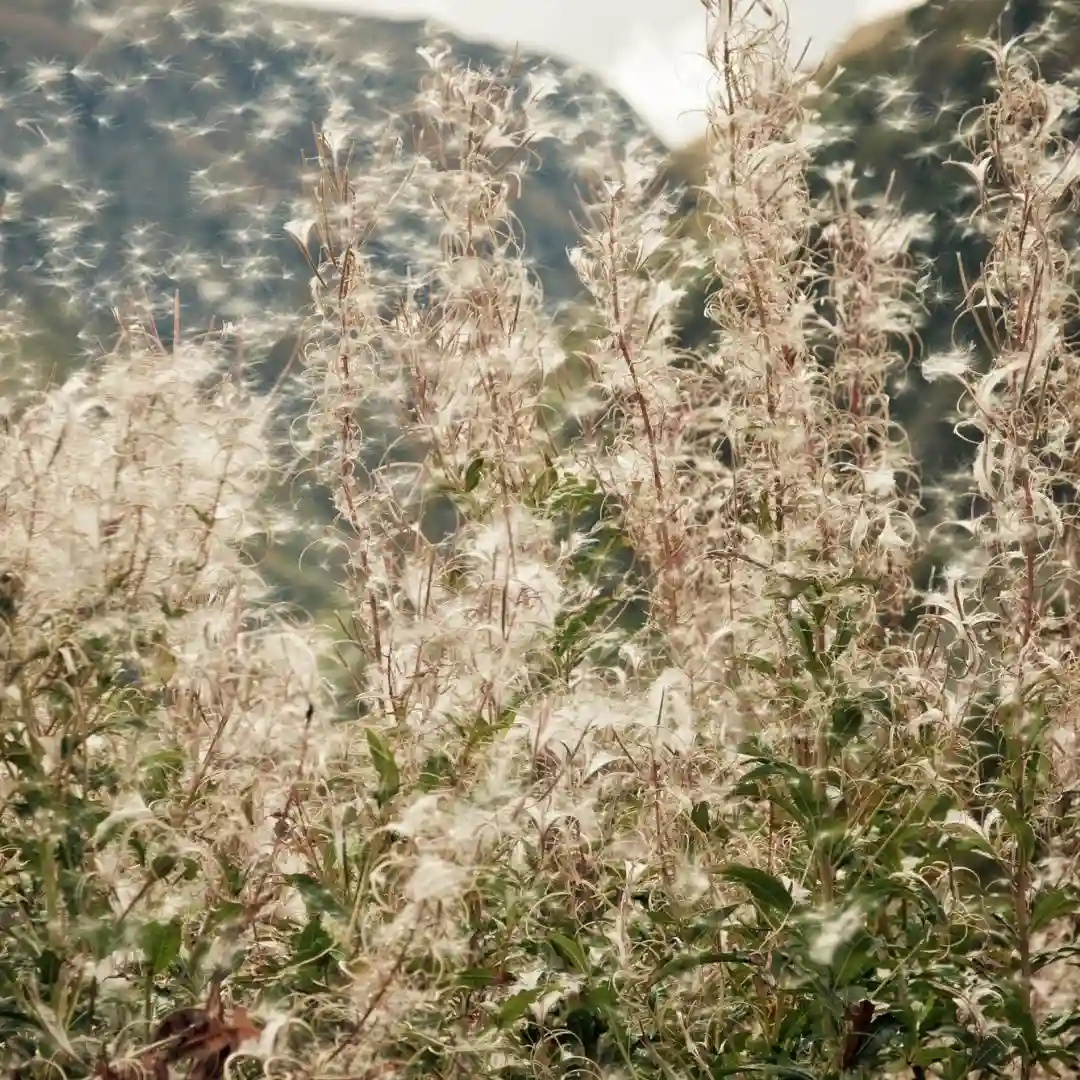 Allergene in der Luft