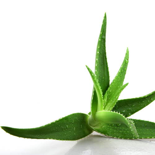 Aloe