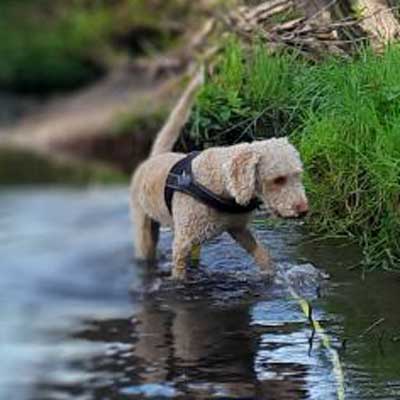 Hunde